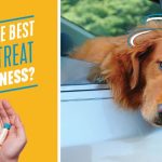 GoPatch for car sick dogs