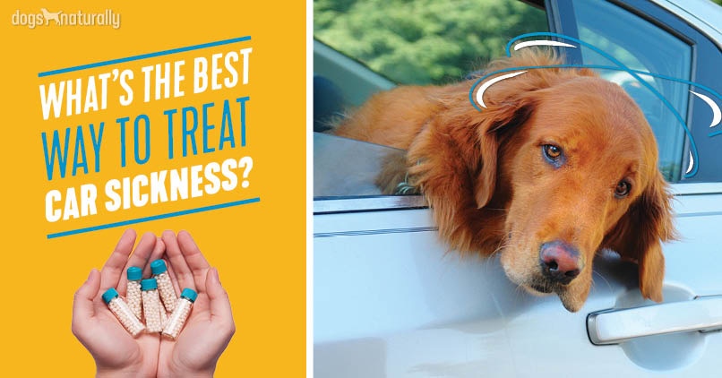 how do you know if your dog gets car sick