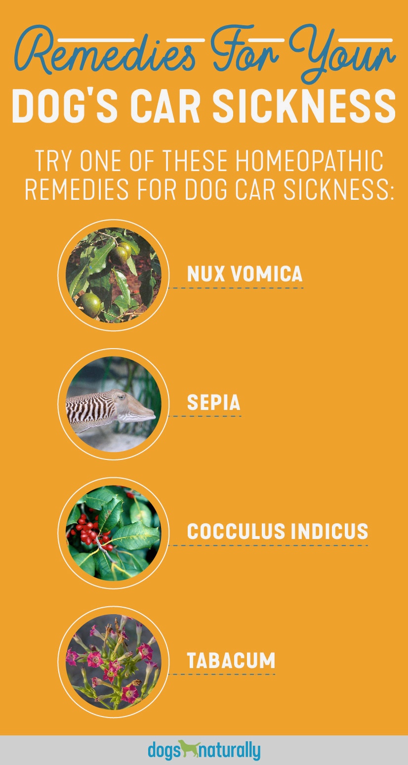 Dog car 2025 sickness natural remedy