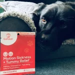 pets motion sickness