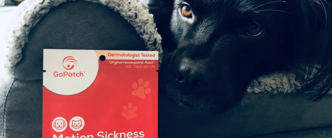 5 Easy Tips to Calm Motion Sickness in Pets